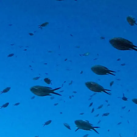 Gaudi Art Апартаменты