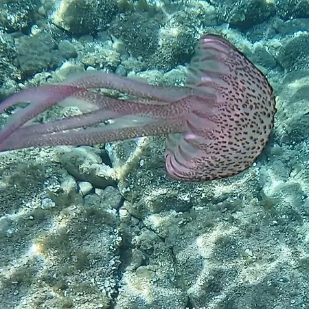 Apartament Gaudi Art Alghero