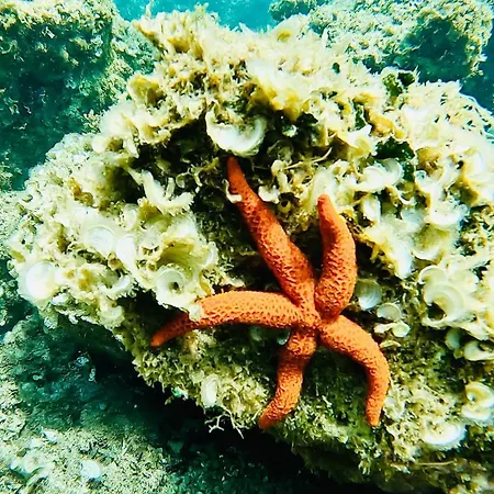 アパート Gaudi Art アルゲーロ